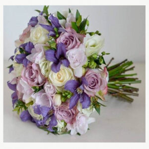 Alocasia Regal Shield